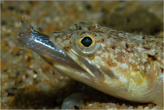 Fauna acuatica